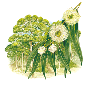 illust: Marion Westmacott &copy;ANBG